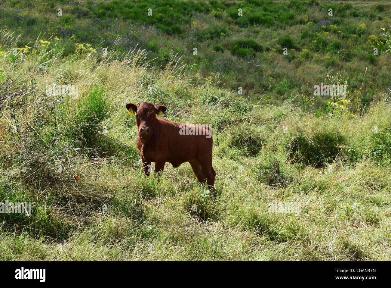 cattle in the field Stock Photo - Alamy