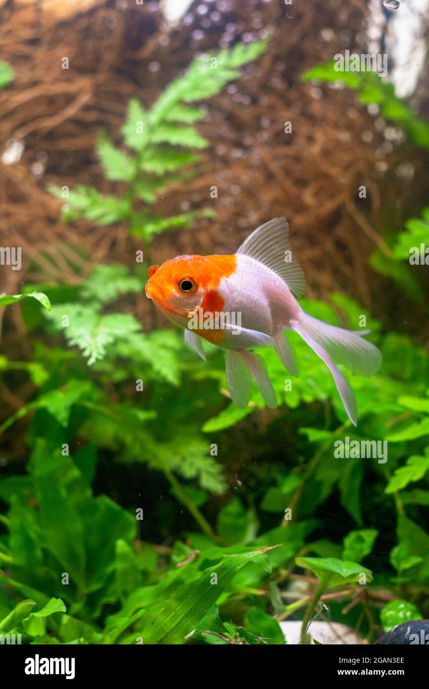 Illustration of Heated Aquarium For Goldfish And Plants
