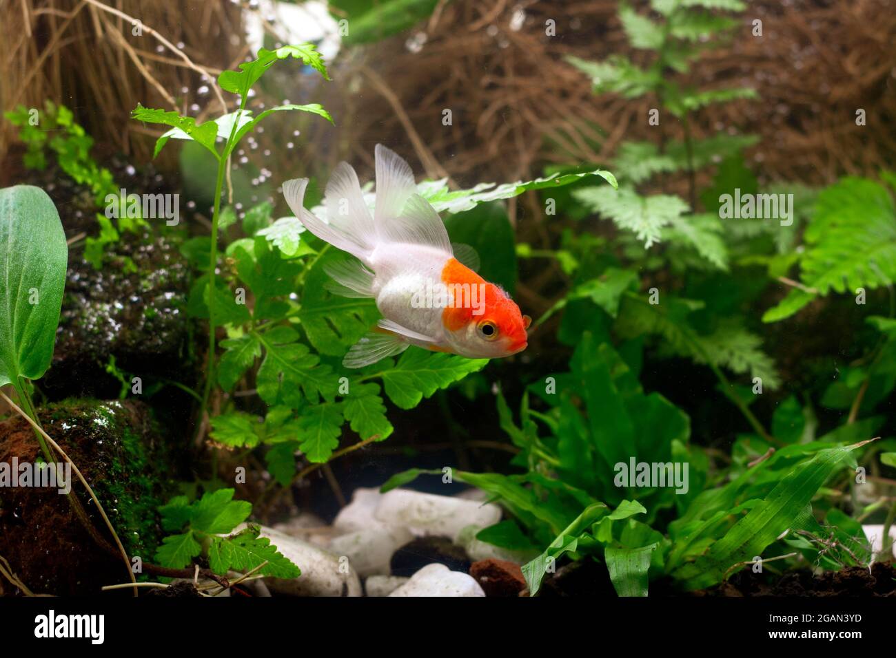 Goldfish in aquarium with green plants Stock Photo Alamy