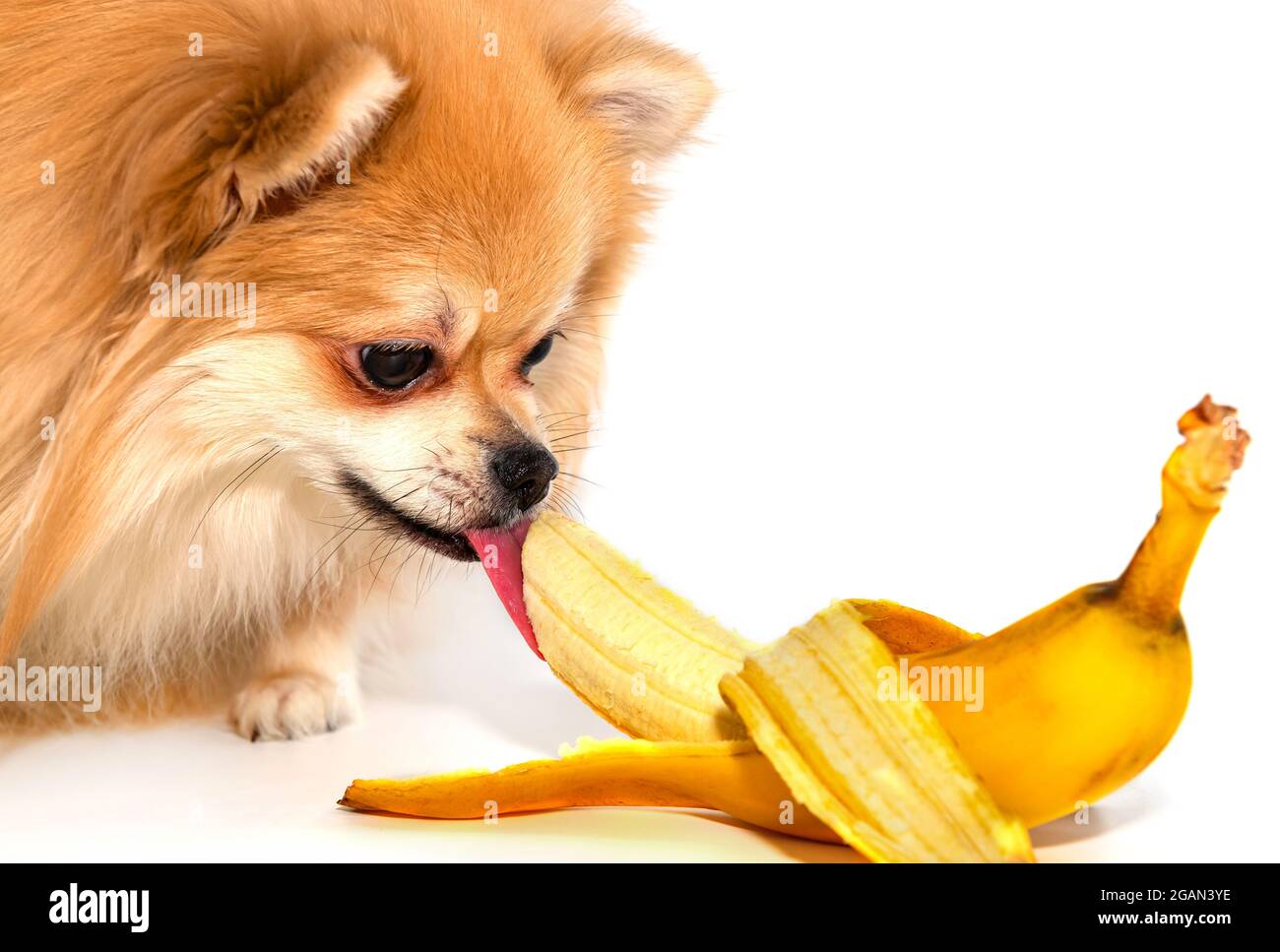 What Pomeranians Should Not Eat