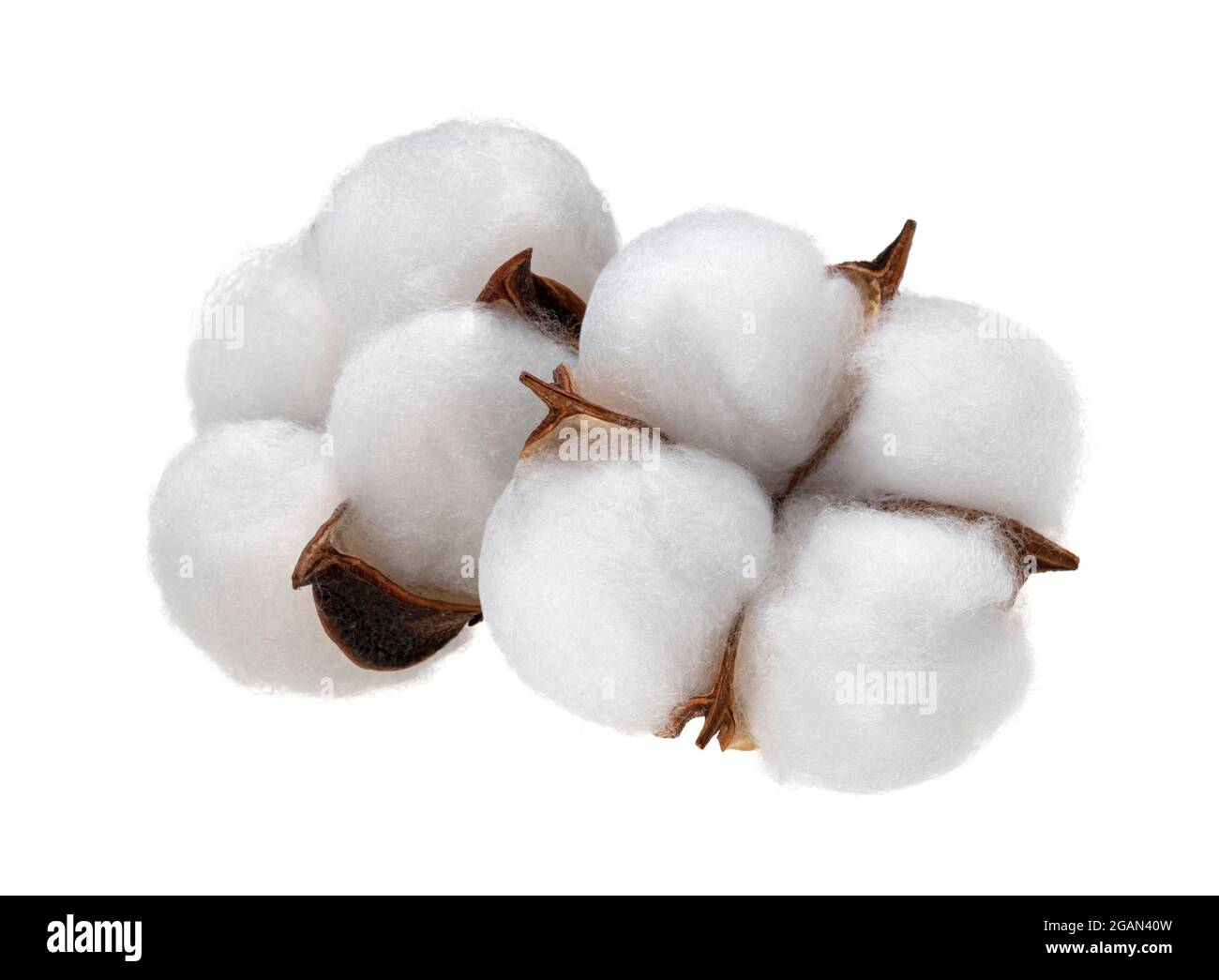 Cotton plant flower isolated on white background Stock Photo