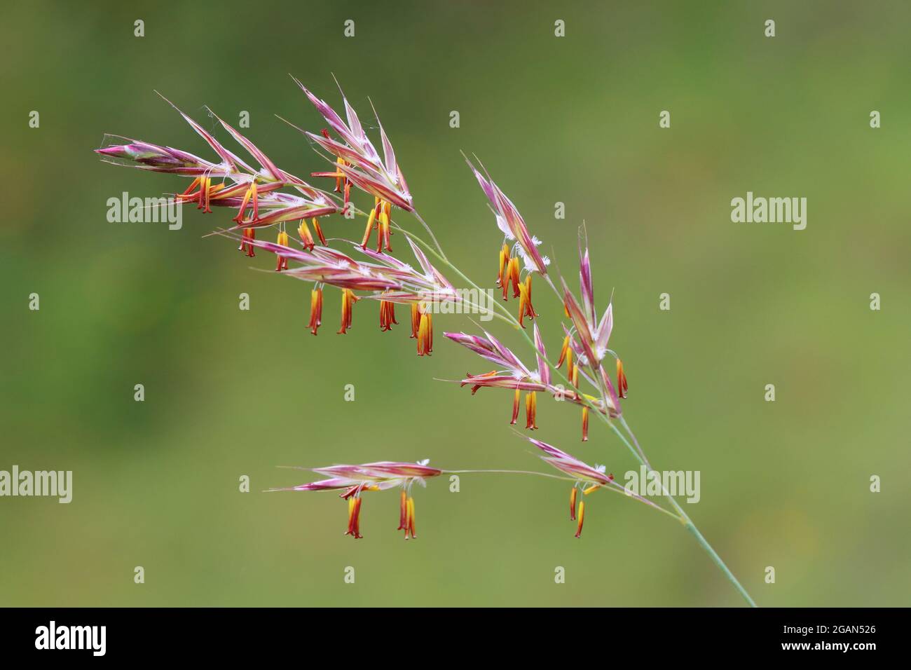 Close up image of Meadow Brome or Bromus erectus grass in a Nature reserve in County Durham, England, UK. Stock Photo