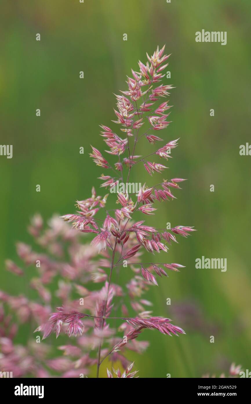 Close up image of Common Velvet Grass or Holcus Ianatus at a Nature