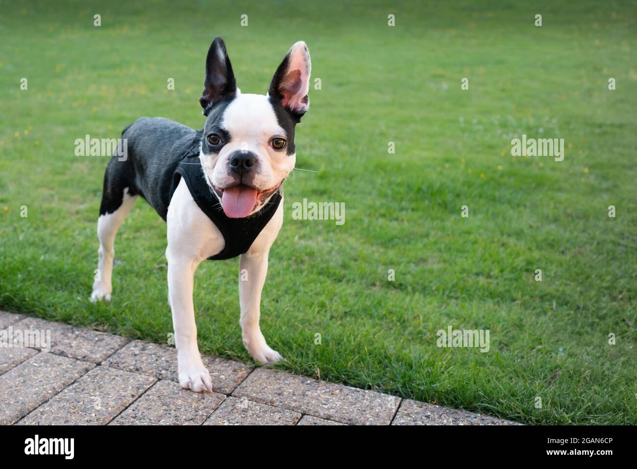 Cute Boston Terrier puppy standing outside smiling. She has her tounge out. She is wearing a harness.There is copyspace. Stock Photo