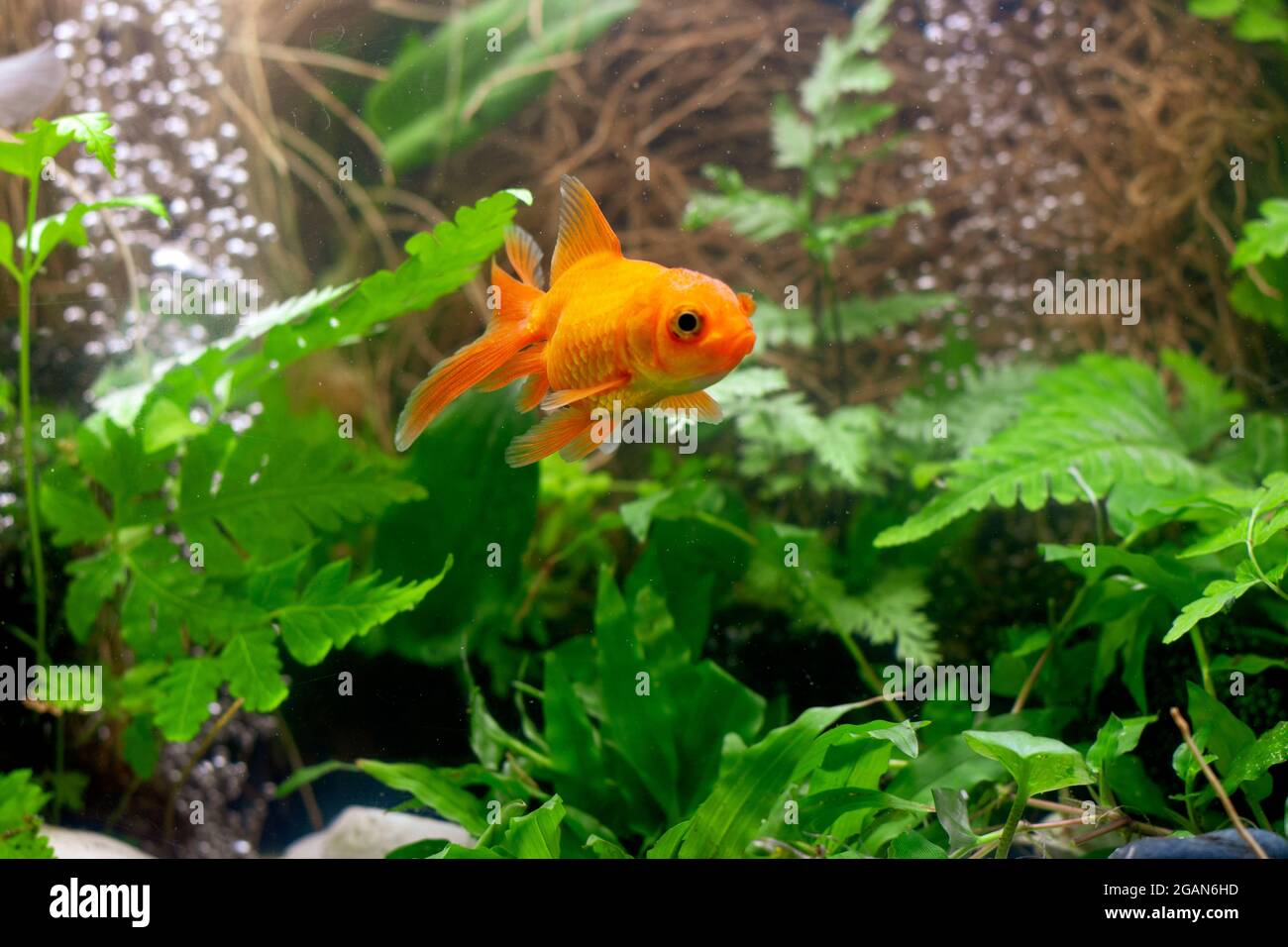 Goldfish in aquarium with green plants Stock Photo - Alamy