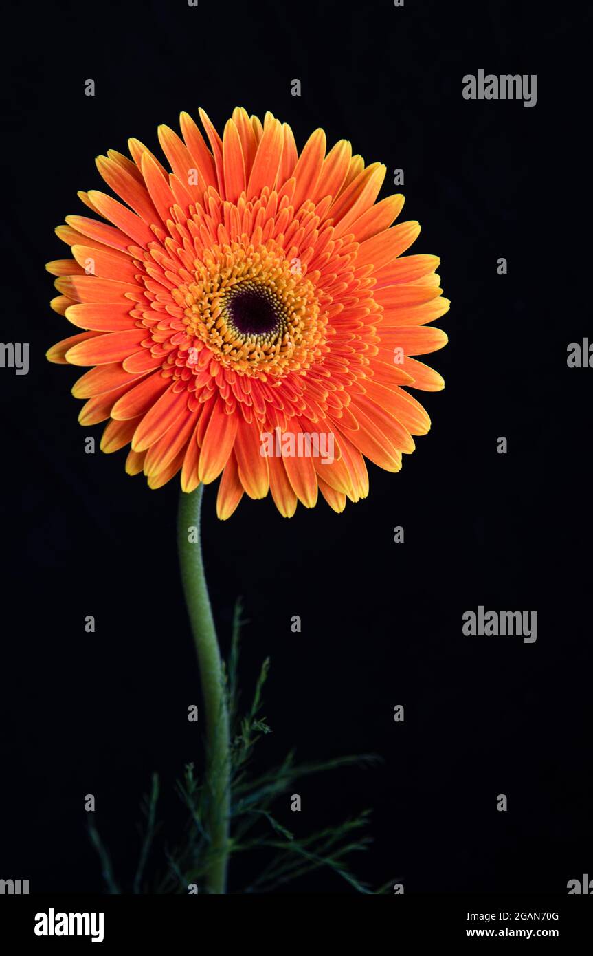 Fresh Daisy flower isolated on black background Stock Photo
