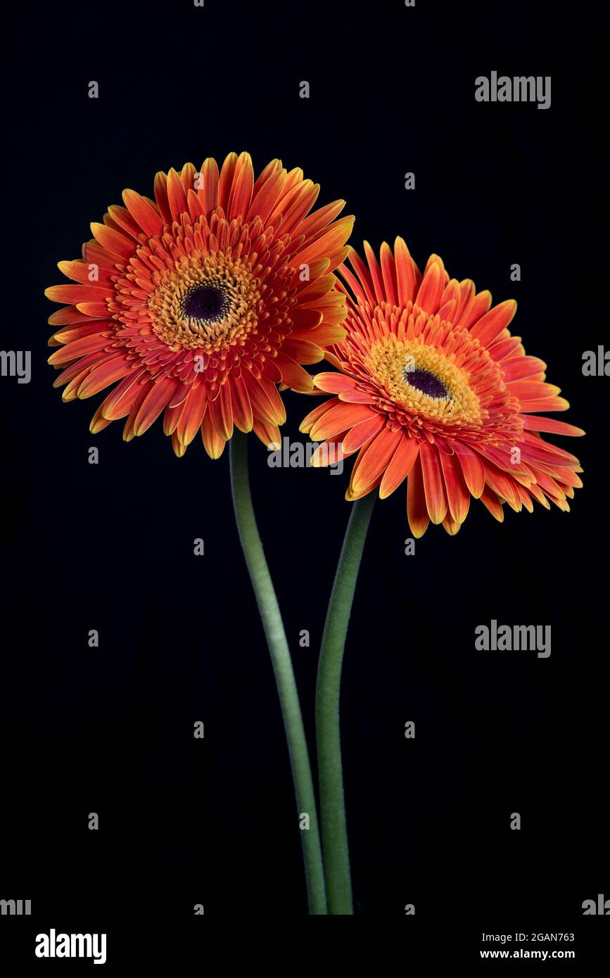 Fresh Daisy flower isolated on black background Stock Photo Alamy