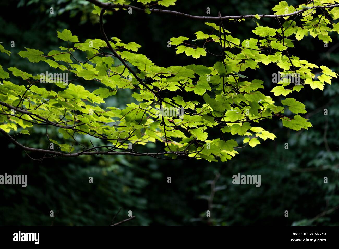 A branch of bright leaves lit by sun in a forest Stock Photo - Alamy