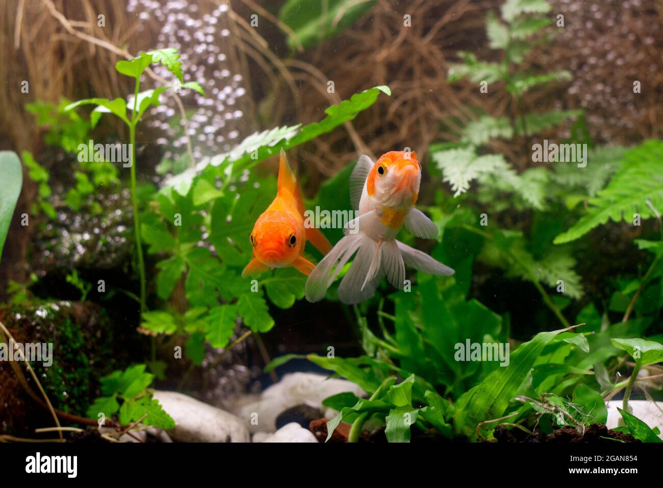 View of Goldfish in aquarium with green plants Stock Photo - Alamy