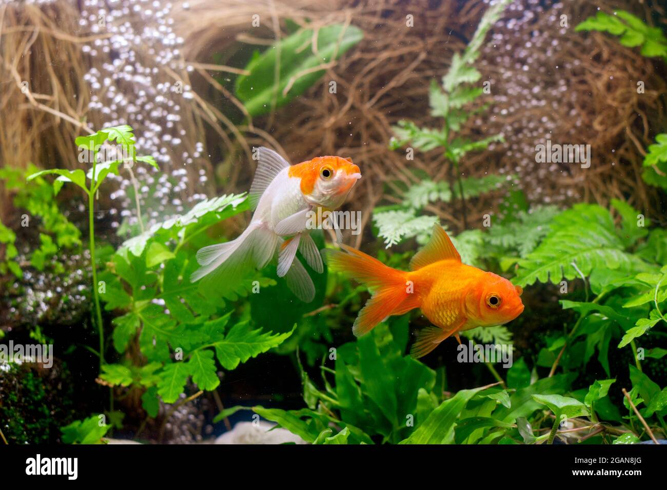 Goldfish in aquarium with green plants Stock Photo - Alamy