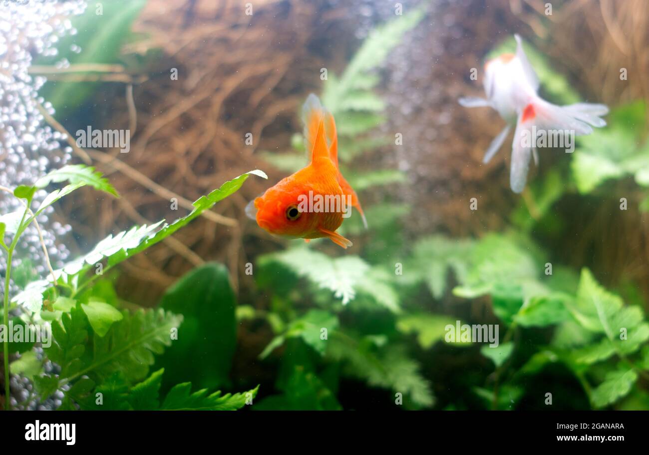 Goldfish in aquarium with green plants Stock Photo - Alamy