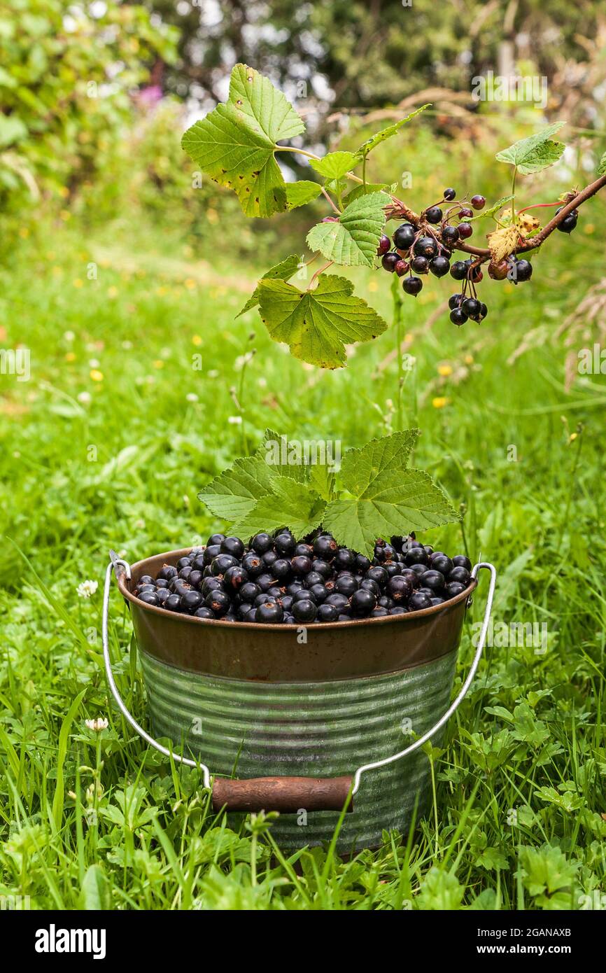Blackcurrant berries in a metal bucket at organic farm. Stock Photo
