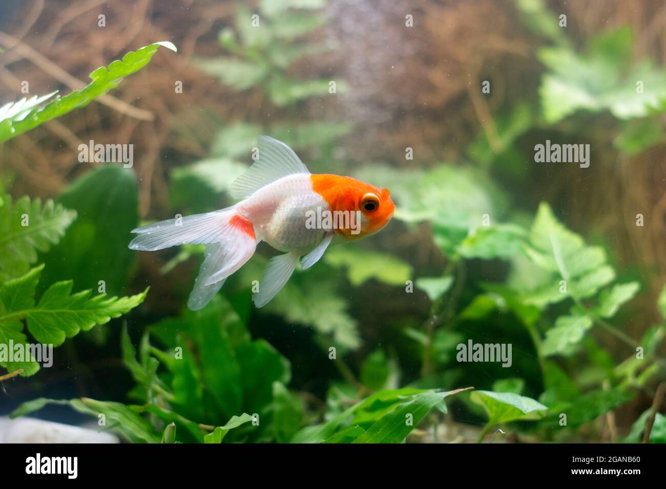 44 Aquarium Koki Koi Terbaru