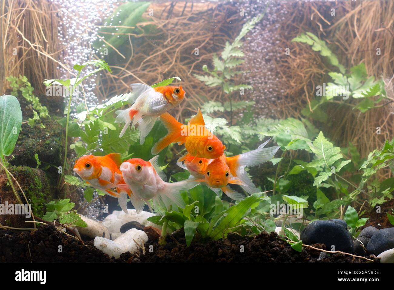 Picture Idea: Goldfish In Aquarium With Green Plants Stock Photo