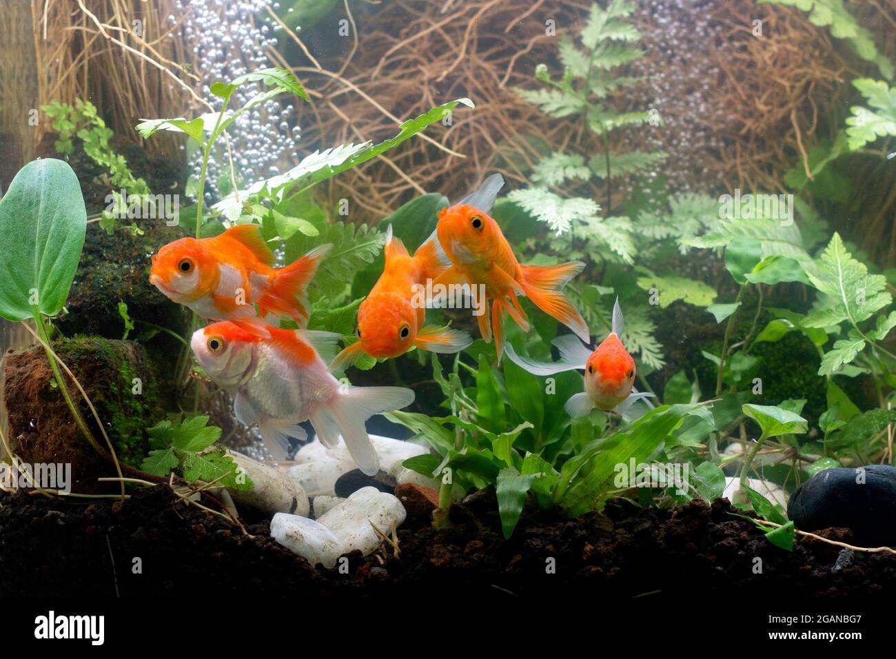 Goldfish in aquarium with green plants Stock Photo - Alamy