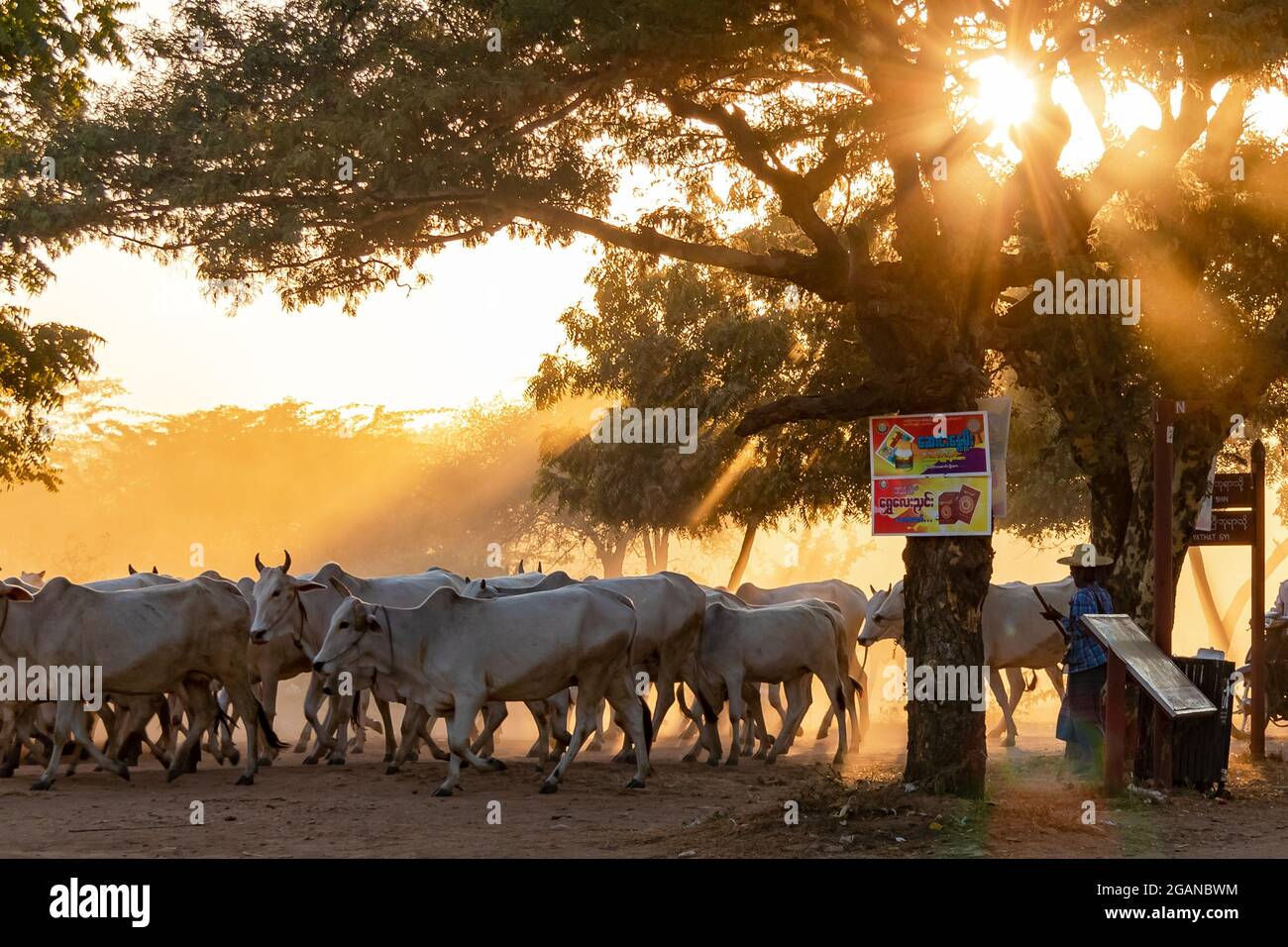 In the dust and backlight, a farmer drives his cattle across a street in the temple complex of Bagan in Myanmar Stock Photo