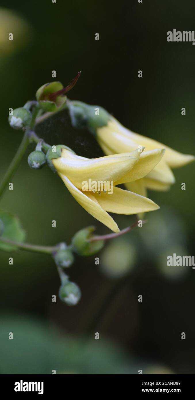 yellow japanese Wax bell with two Flowers Stock Photo