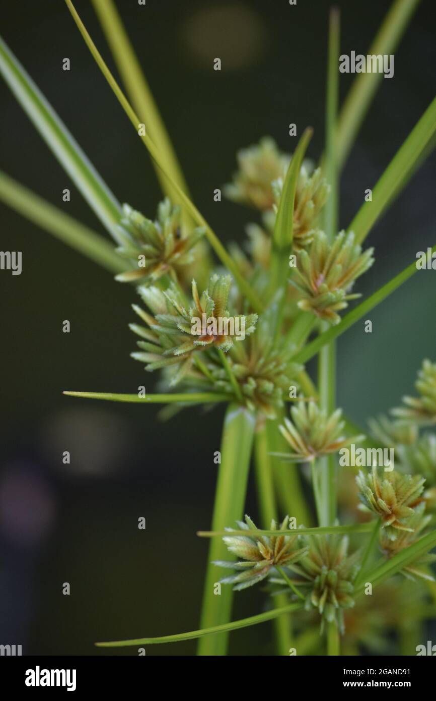 Tall nutgrass hires stock photography and images Alamy