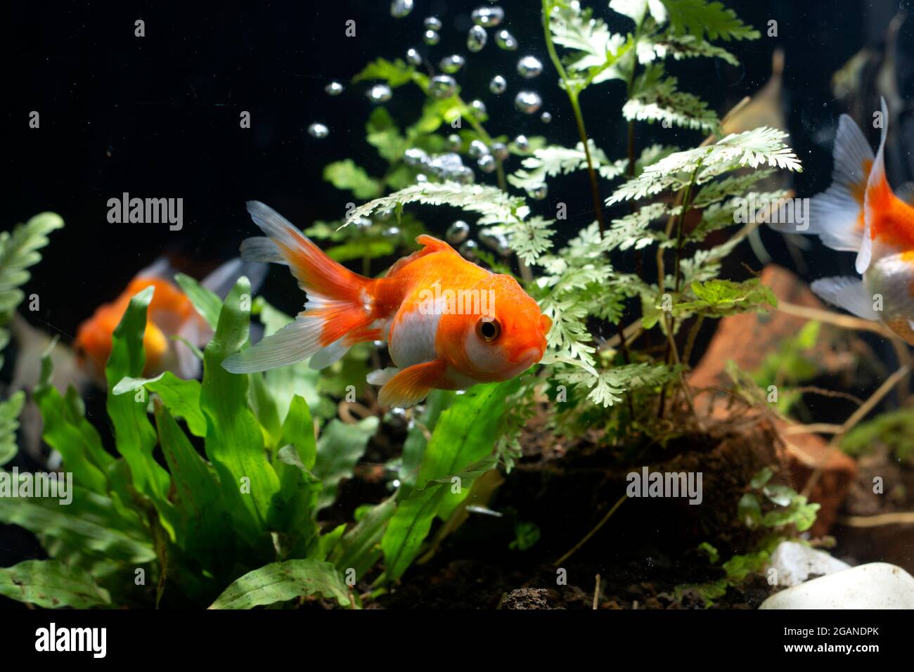 Goldfish in aquarium with green plants Stock Photo