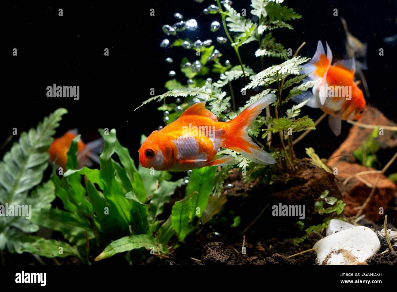 Picture of Goldfish in aquarium with green plants Stock Photo - Alamy