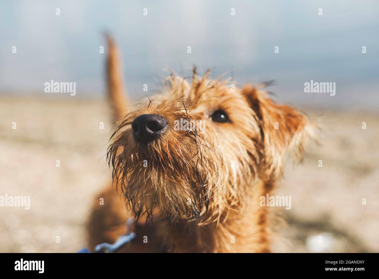Young Irish Terrier puppy on the beach in summer Stock Photo