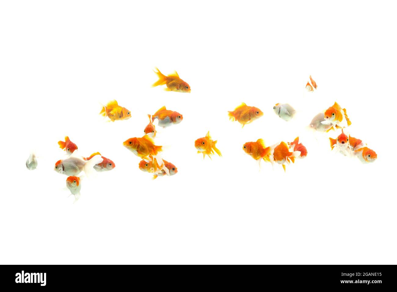 Aquatic plants in aquarium Cut Out Stock Images & Pictures - Alamy