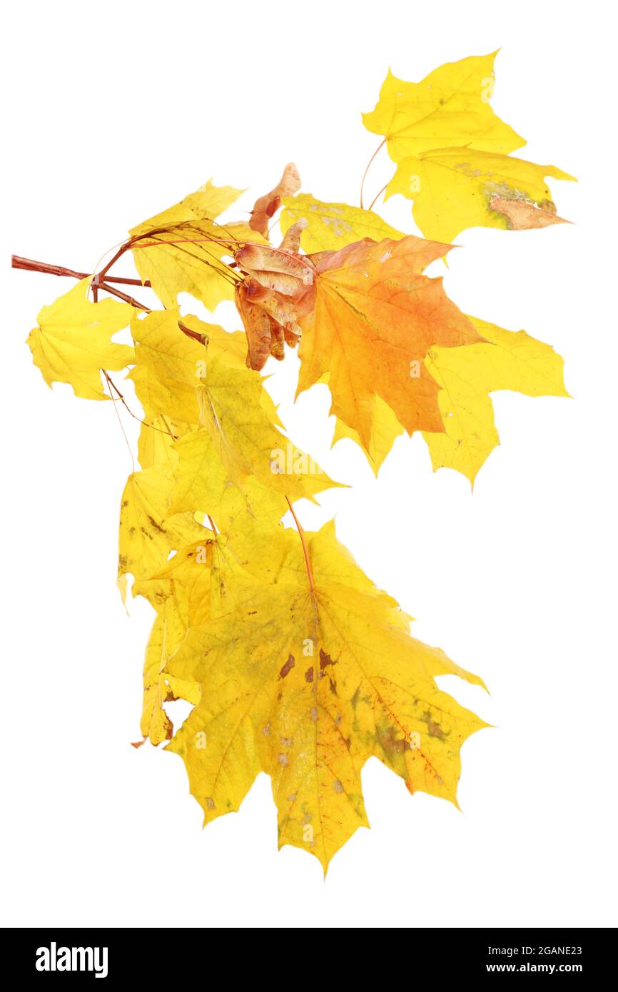 Branch with maple leaves isolated on white background Stock Photo - Alamy