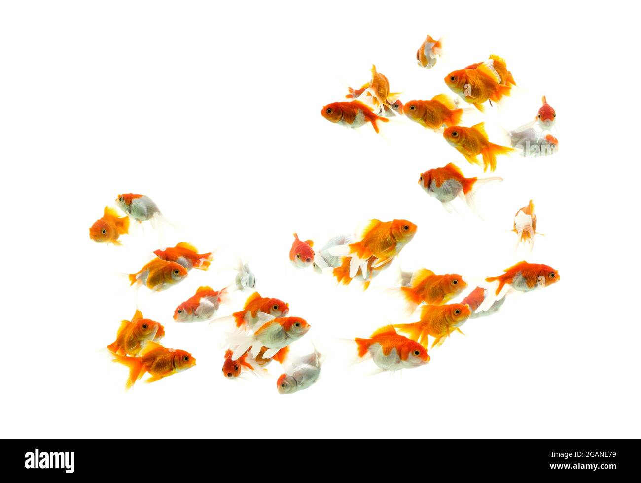 Goldfish in aquarium with green plants Stock Photo Alamy