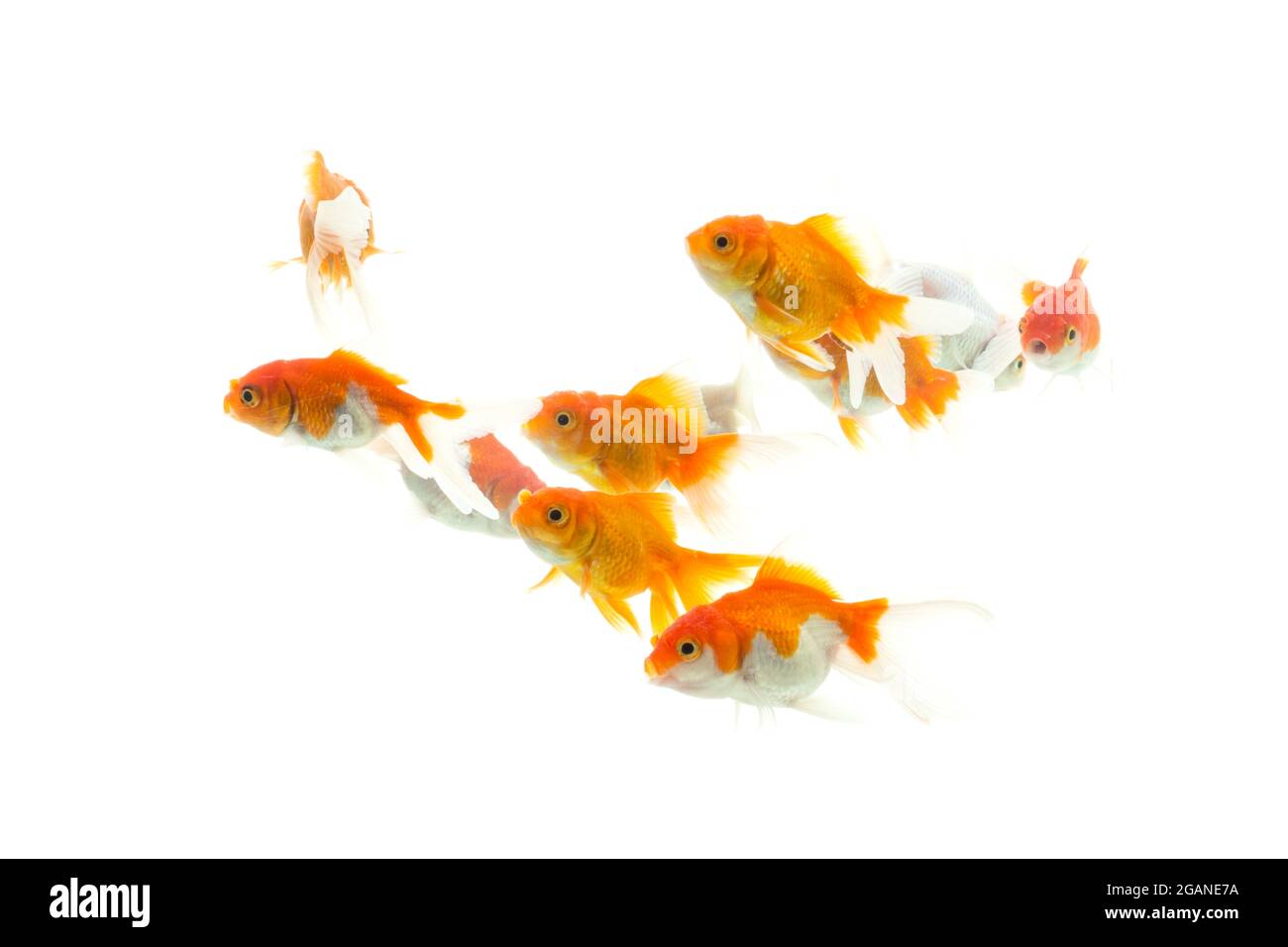 46 Aquarium Koki HD Terbaru