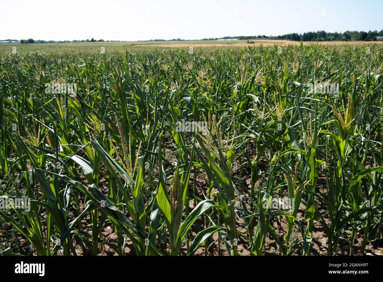 Corn plantation in Estonia. Stock Photo