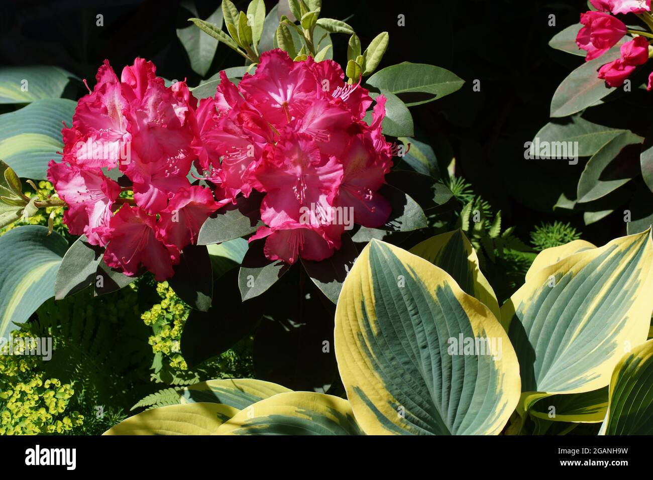 Red flowers on a green background. Rhododendrons and hosts in the garden. Rhododendron yakushimanum Fantastica. Rhododendrons and hosts in the garden. Stock Photo