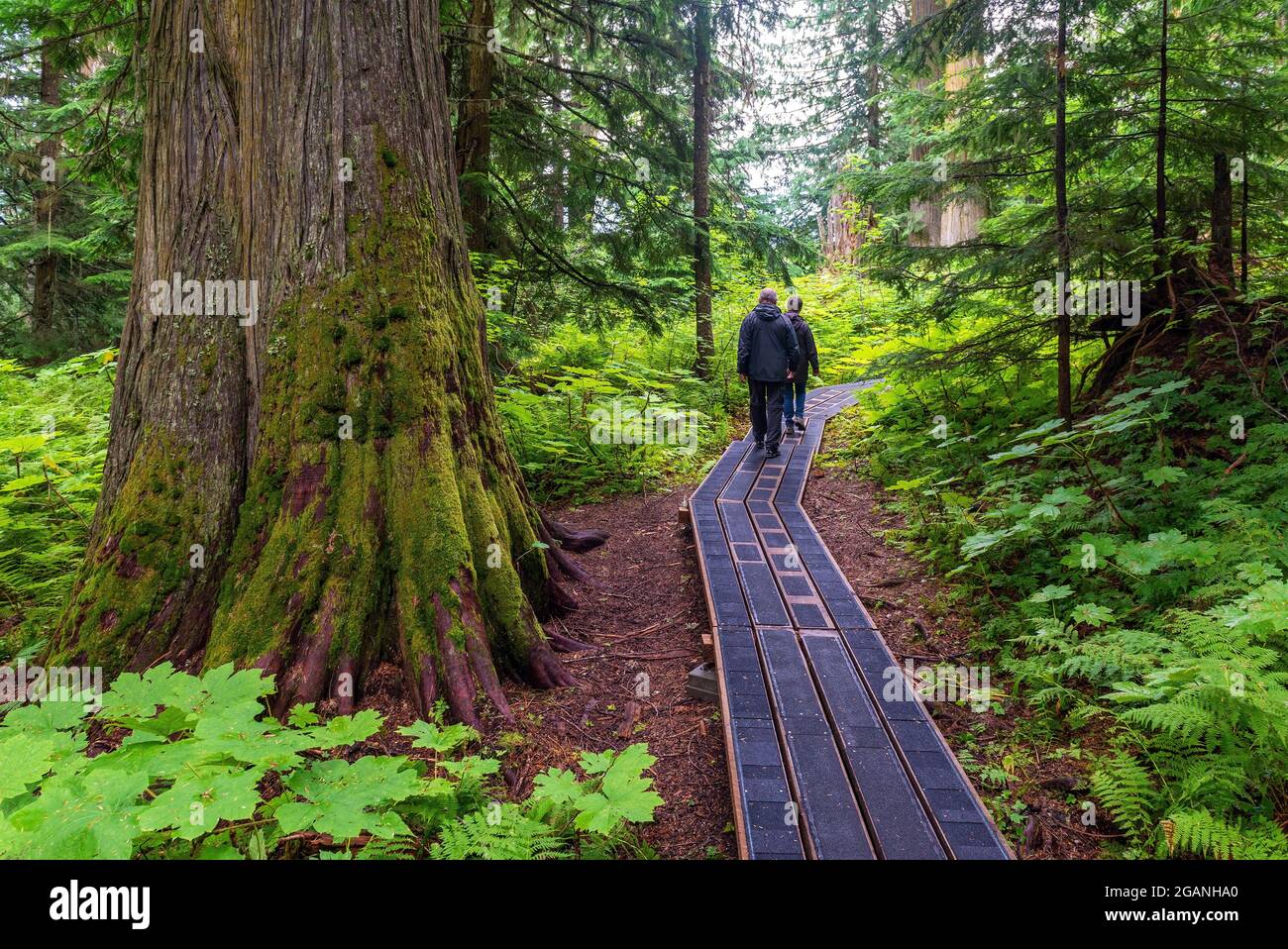 People walking the hike in Ancient Forest provincial park, Fraser River Valley near Prince George, British Columbia, Canada. Stock Photo
