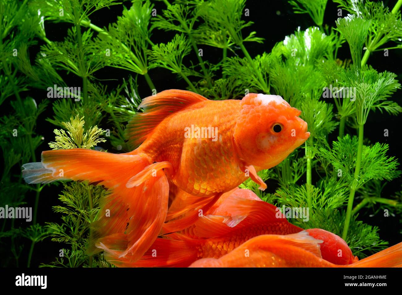 Goldfish in aquarium with green plants Stock Photo - Alamy