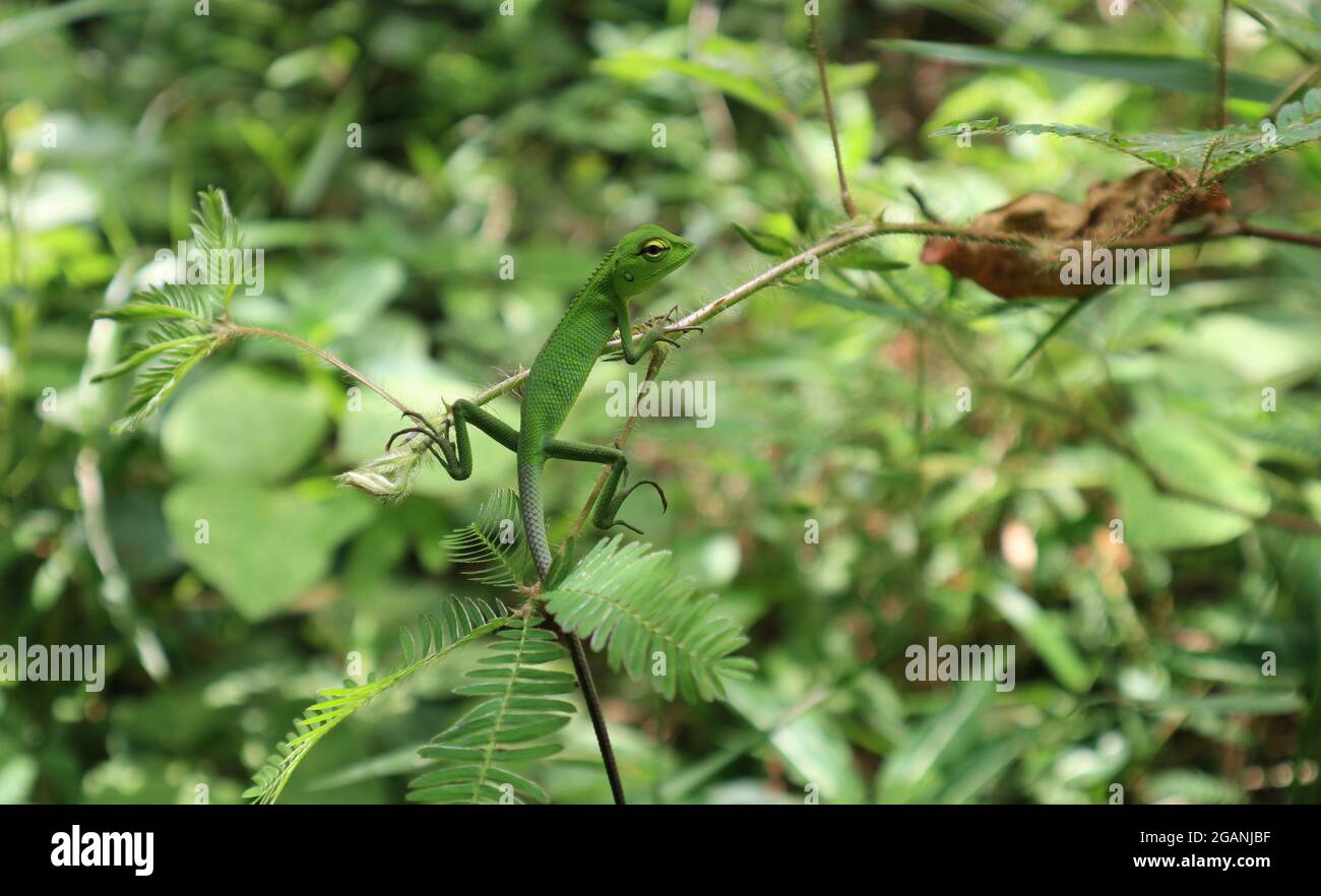 A immature green color oriental garden lizard sitting top of a branch of sensitive plant in the wild Stock Photo