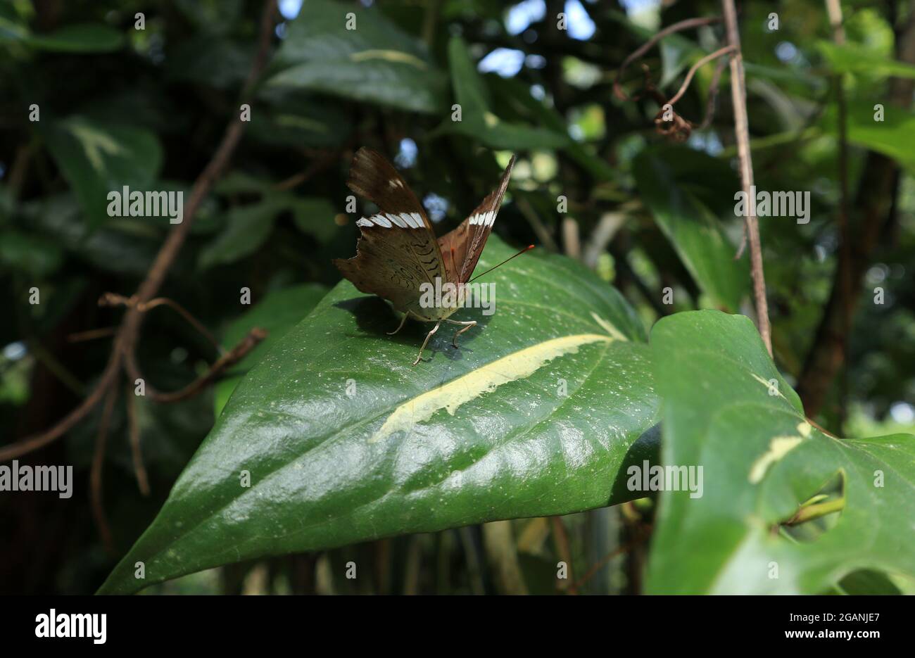A frightened rare brown butterfly with scary eyes and posture, ready to fly from the Nagavalli leaf also named as Piper Betel Stock Photo