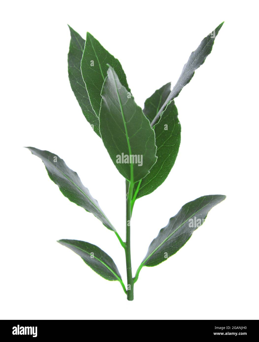 Fresh twig with bay leaves, isolated on white Stock Photo