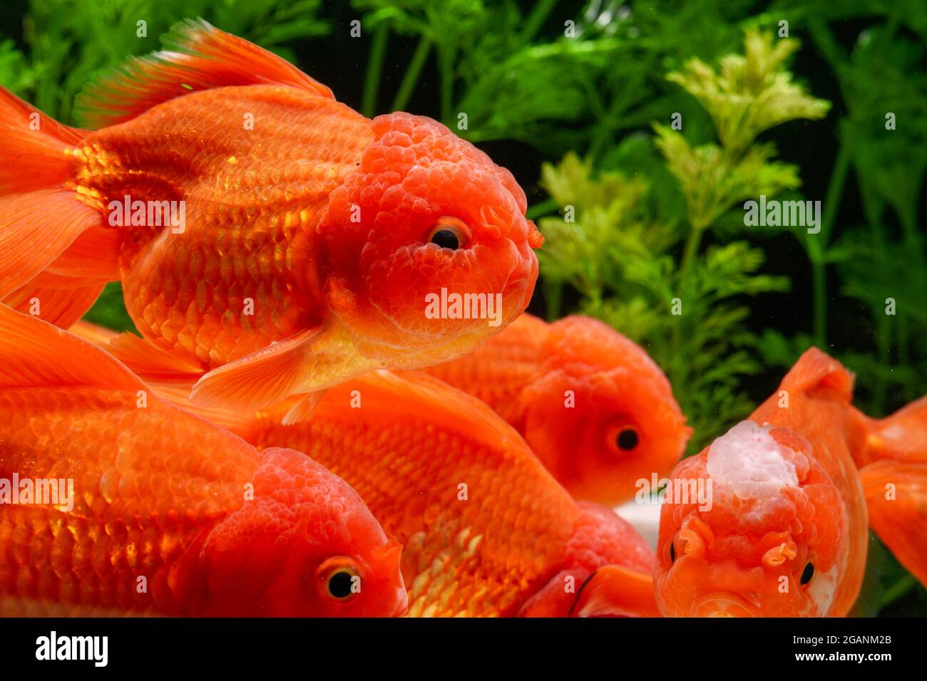 Goldfish in aquarium with green plants Stock Photo - Alamy