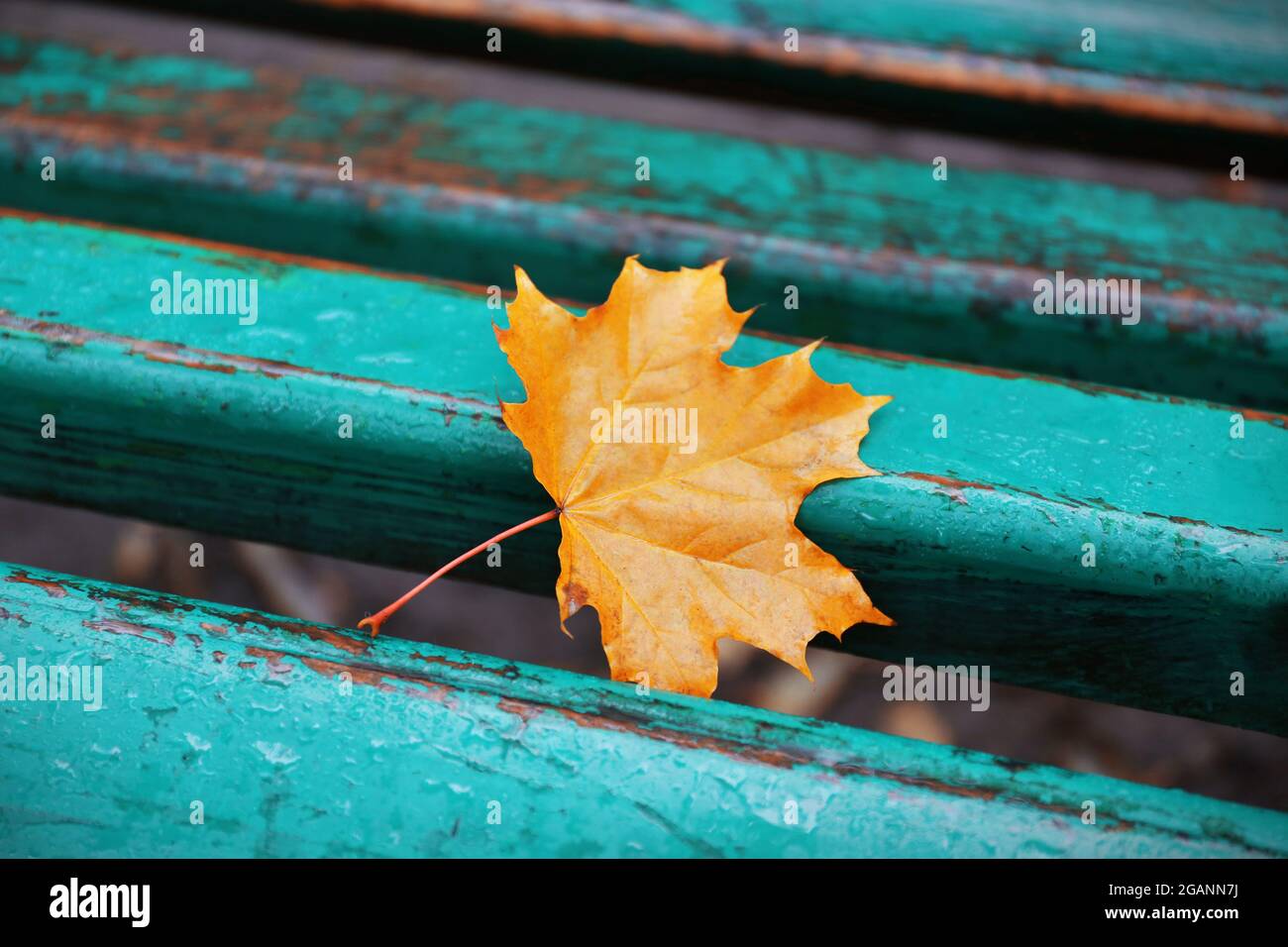 Maple leaf on a park bench Stock Photo - Alamy