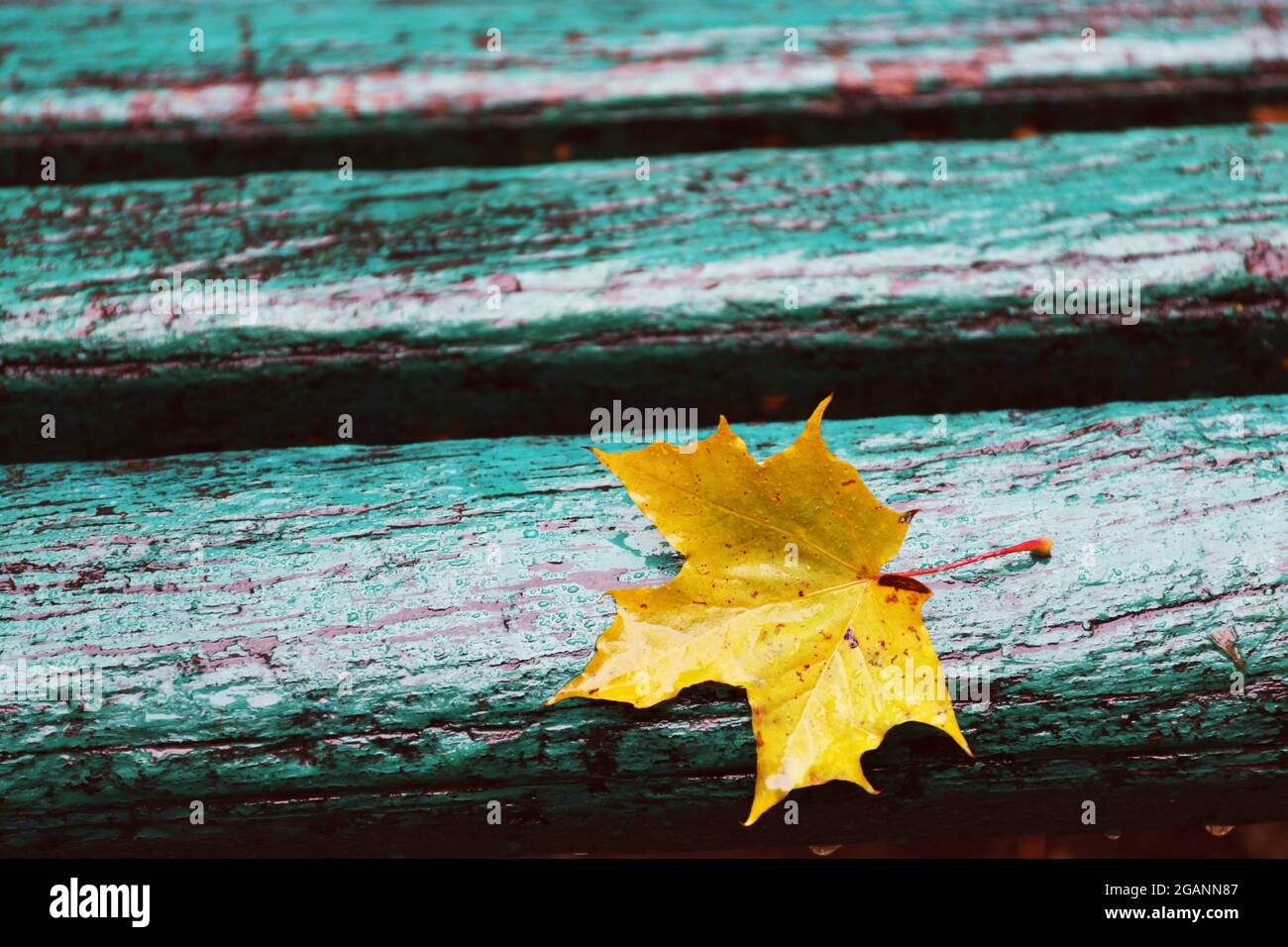 Maple leaf on a park bench Stock Photo - Alamy