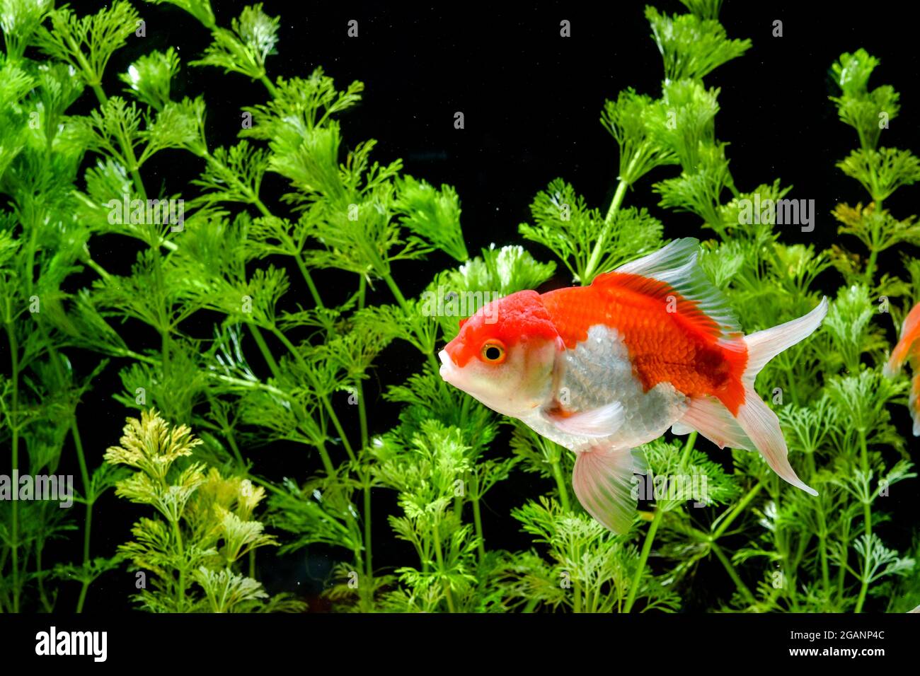 Beautiful view of Goldfish Aquarium Plants With Long Lasting Color