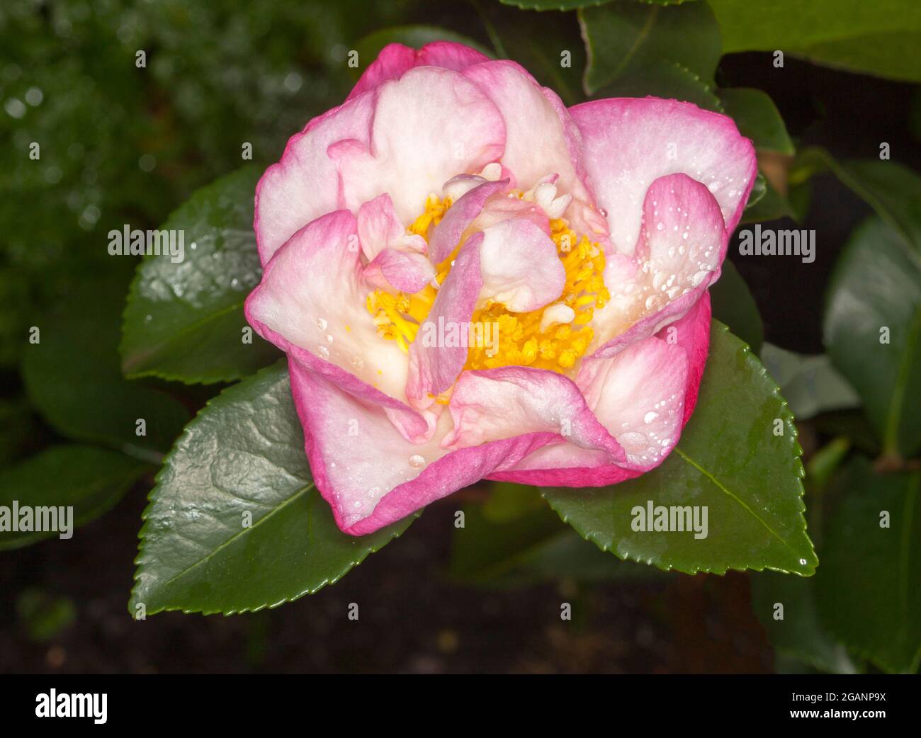 Stunning and unusual double pink and white flower of Camellia sasanqua 'Something Special' against a background of glossy green leaves - in Australia Stock Photo