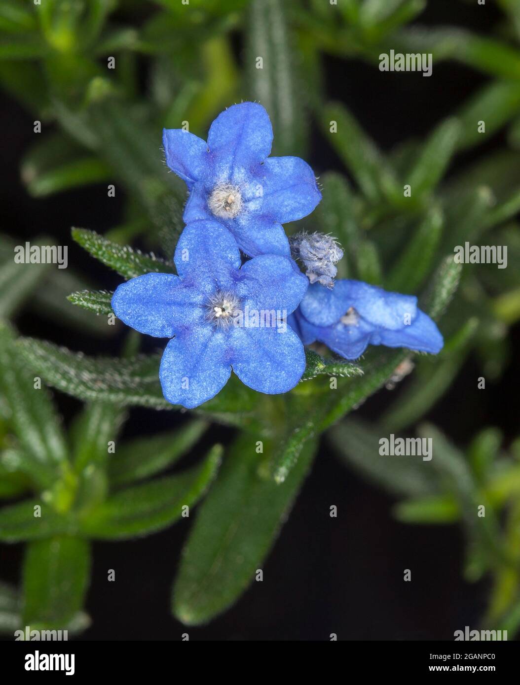 Small yet dazzling blue flowers and vivid green leaves of ground cover plant, Lithodora diffusa 'Grace Ward' in a garden in Australia Stock Photo