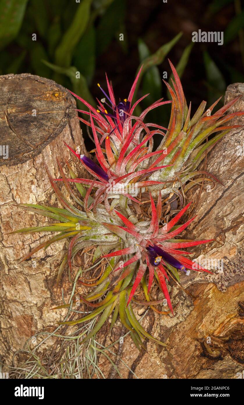Tillandsia fuego, a Bromeliad, Air Plant, with bright red foliage and tiny purple flowers, growing on a tree stump in a garden in Queensland Australia Stock Photo