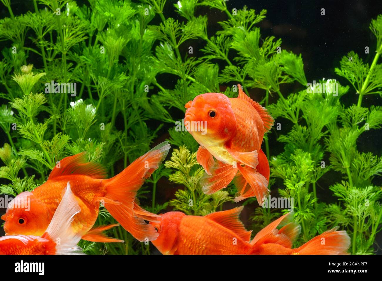 View of Goldfish in aquarium with green plants Stock Photo - Alamy