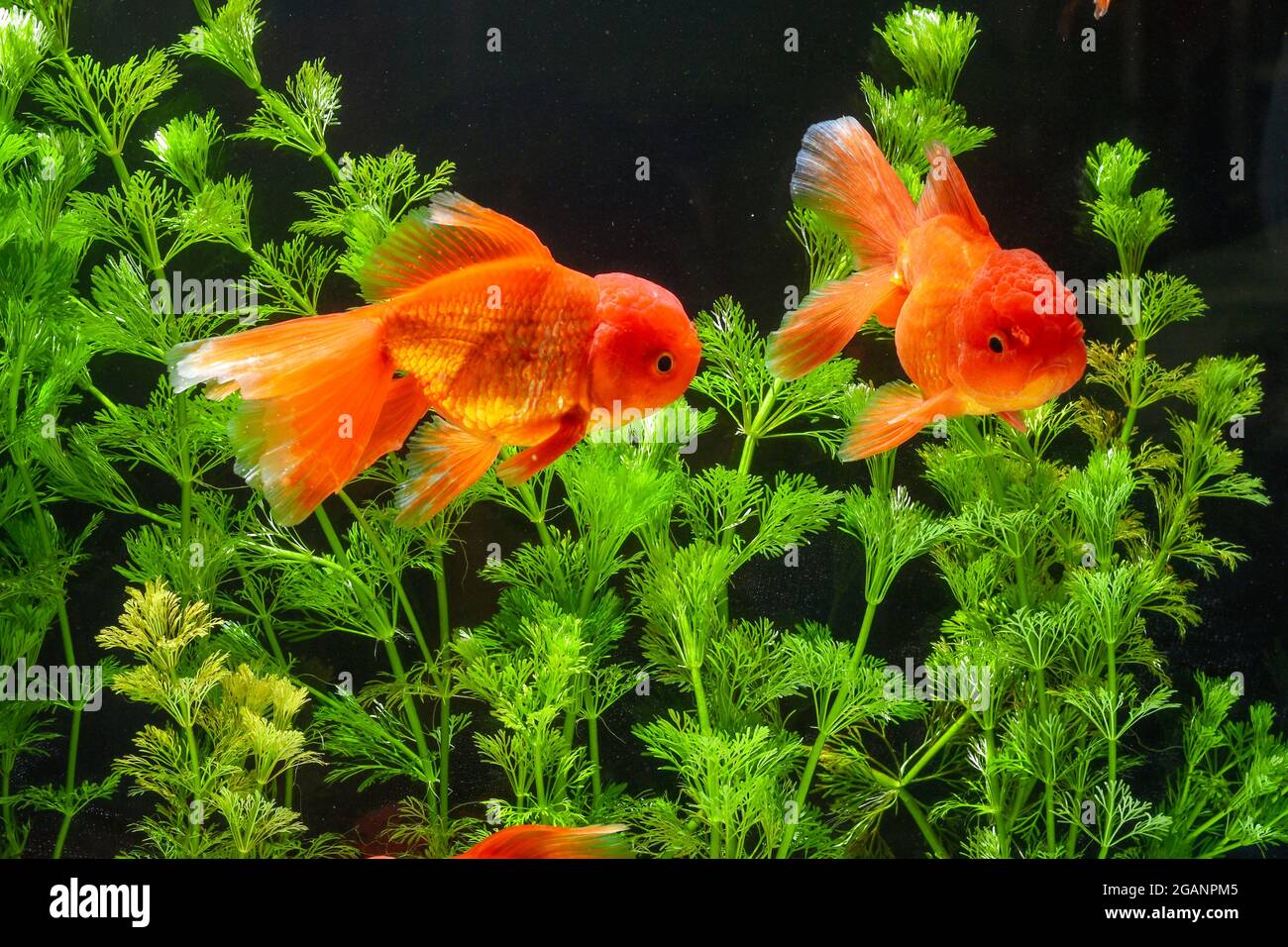 Goldfish in aquarium with green plants Stock Photo - Alamy
