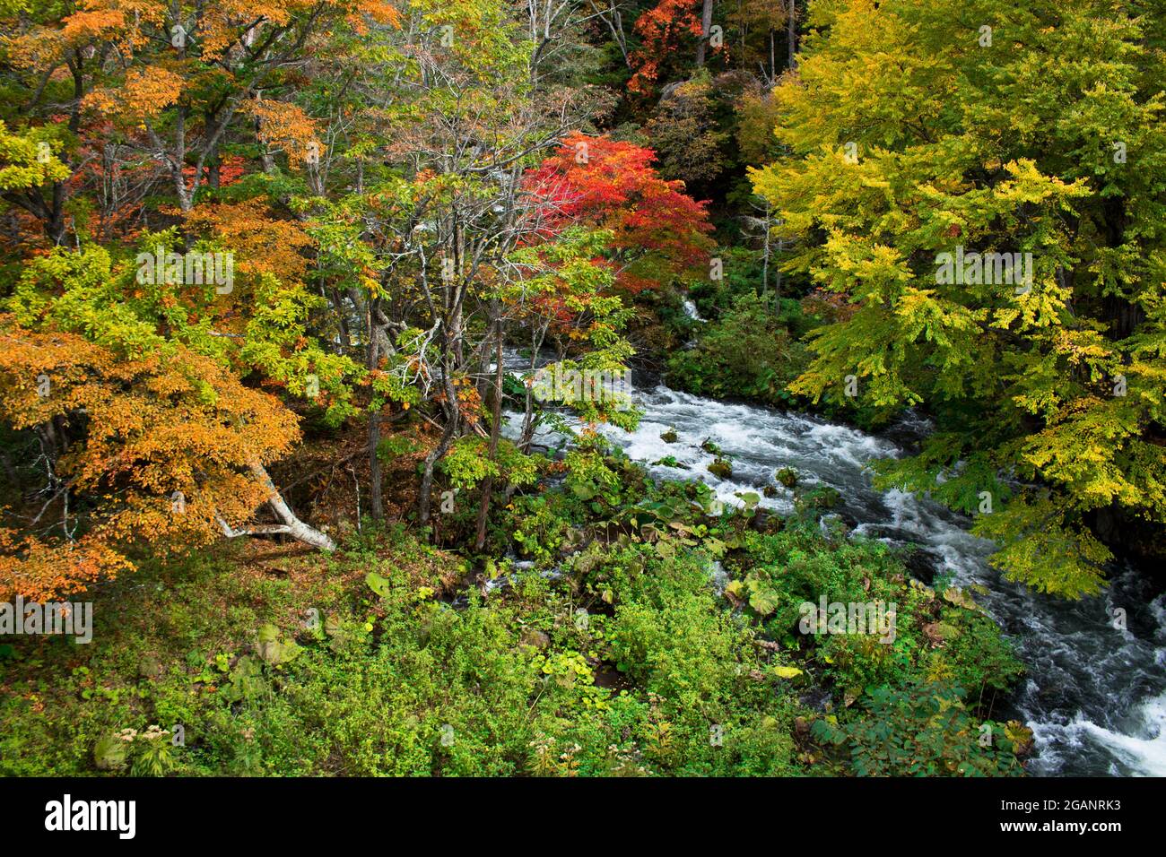 Beautiful autumnal scenery of the Akan River seen from Takimi Bridge, a tourist destination in Hokkaido, Japan Stock Photo