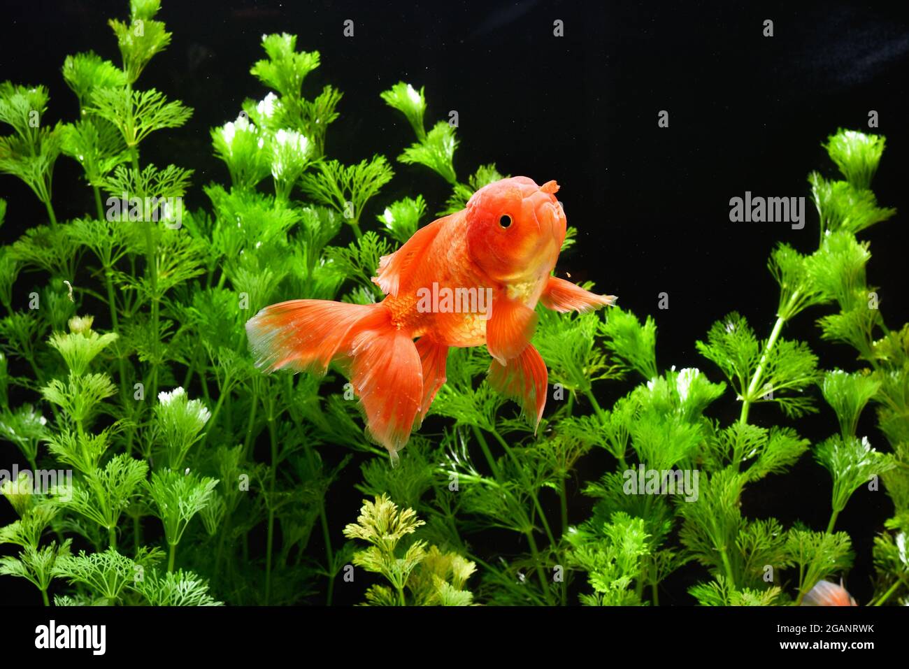 Goldfish in aquarium with green plants Stock Photo - Alamy