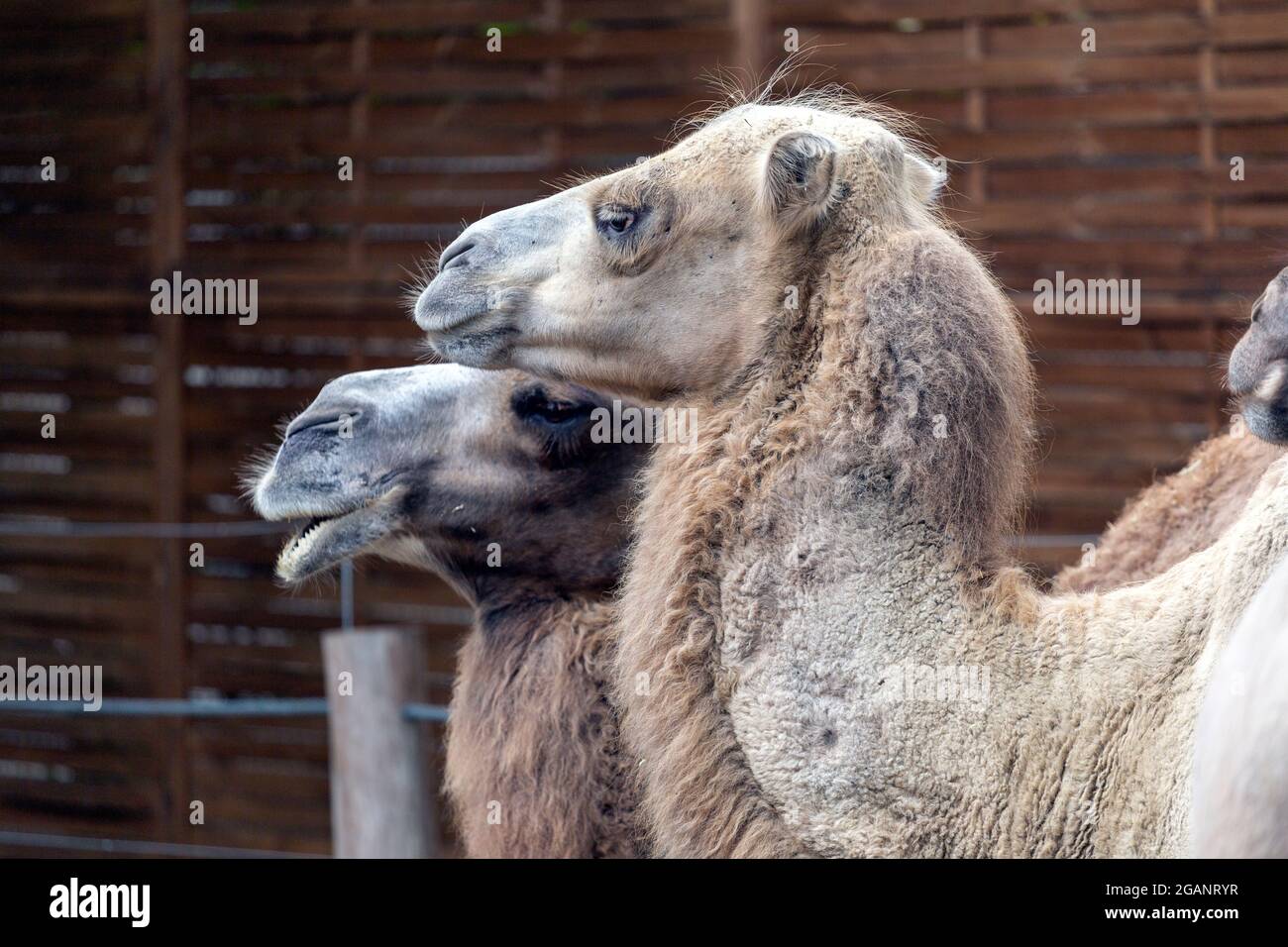 Bactrian Camels Camelus Bactrianus Also Known As The Mongolian Camel At Sosto Zoo In Bactrian Camels Camelus Bactrianus Also Known As The Mongolian Camel At Sosto Zoo In
