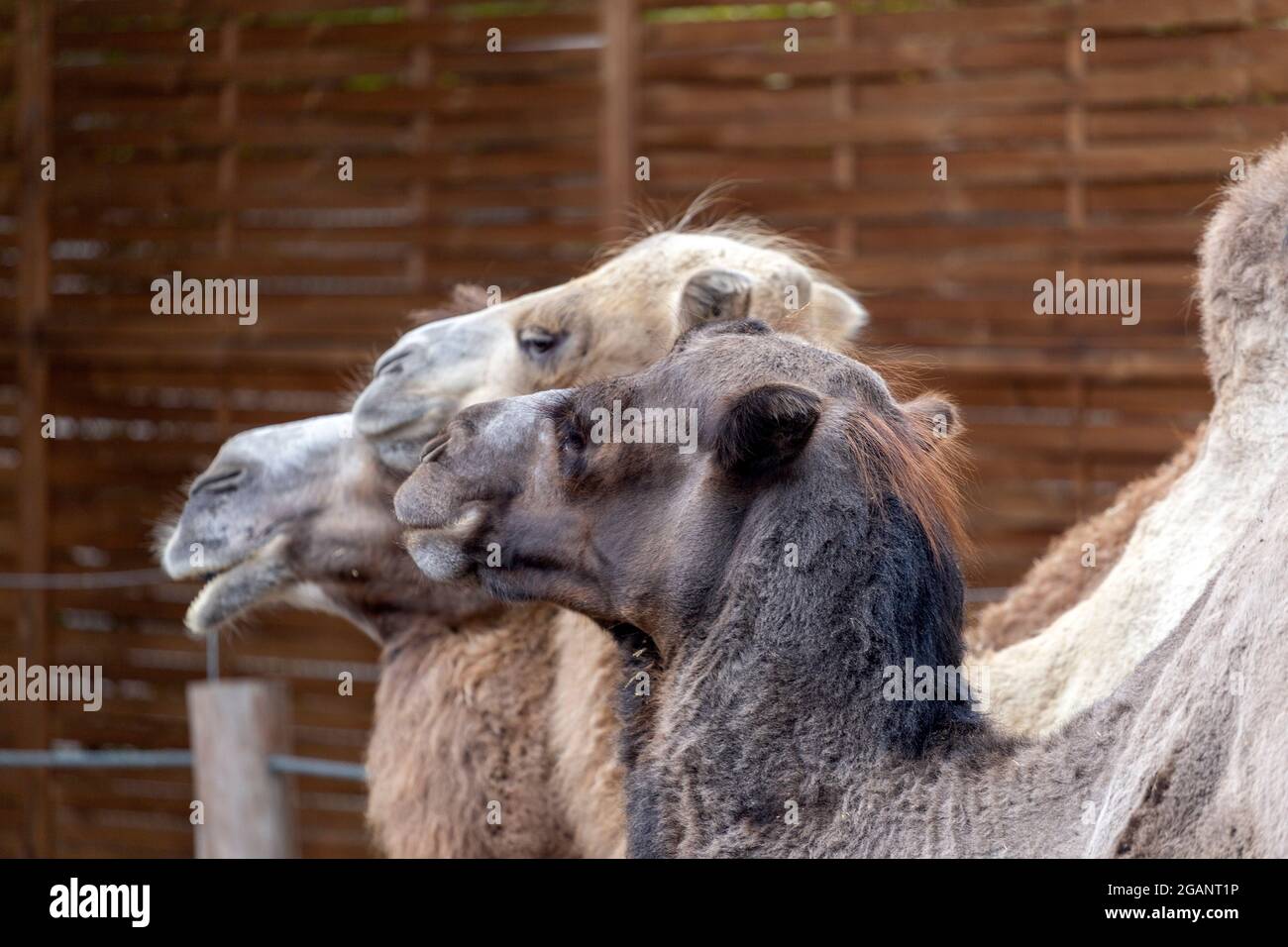 Bactrian Camels Camelus Bactrianus Also Known As The Mongolian Camel At Sosto Zoo In Bactrian Camels Camelus Bactrianus Also Known As The Mongolian Camel At Sosto Zoo In