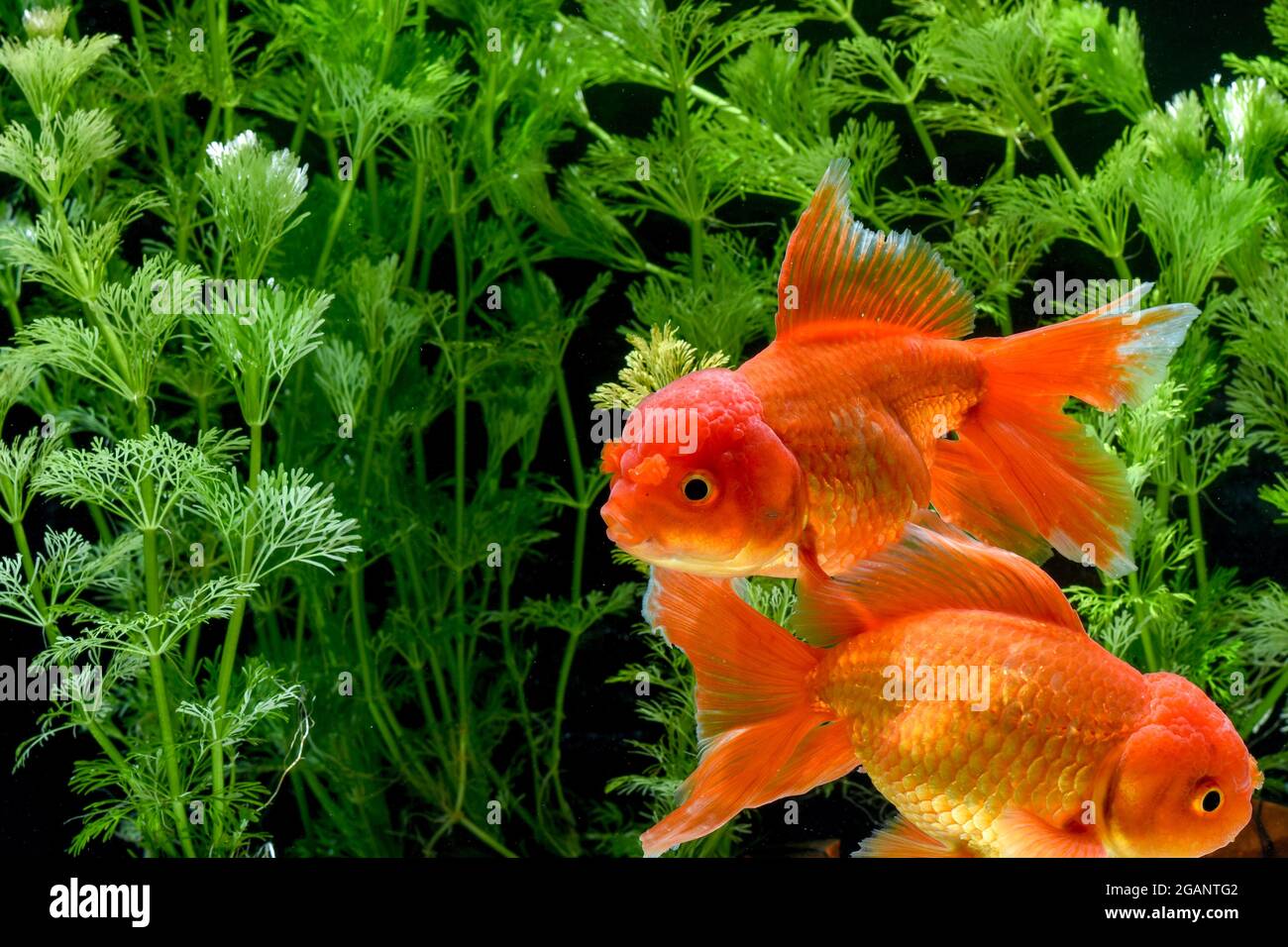 Goldfish in aquarium with green plants Stock Photo - Alamy